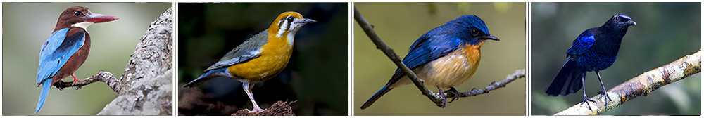 Bangalore Birding